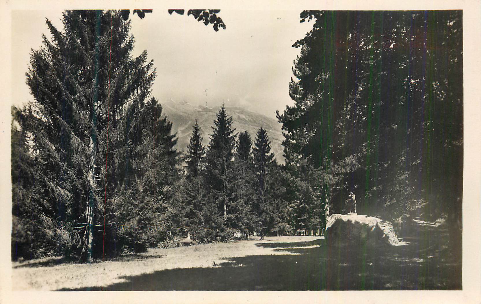 Forêt de pins — vue de montagne — éditeur non identifiable